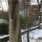 Der Stamm der Rosskastanie hat große Risse, die vermutlich Frostschäden sind. 